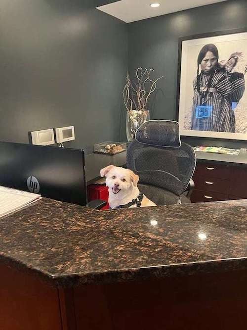 Dog sitting at reception office